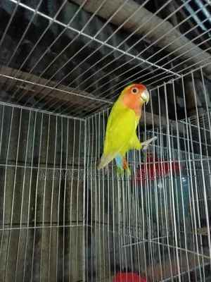 এক পিস ফিমেল লাভ বার্ড