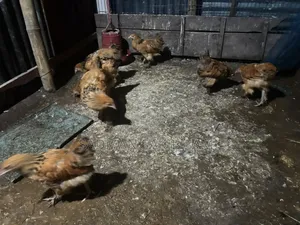 বাফ ব্রাহামা মুরগি বিক্রি হবে।