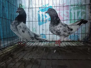 এক জোড়া সবুজ গলা স্প্রিং কবুতর বিক্রয় করা হবে