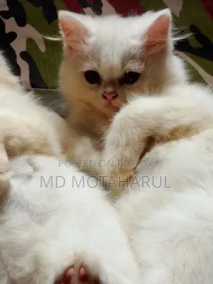 1-3 Months Male Purebred Persian