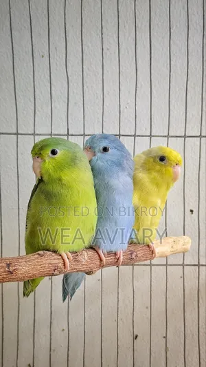 Forpus Female Birds