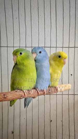 Forpus Female Birds