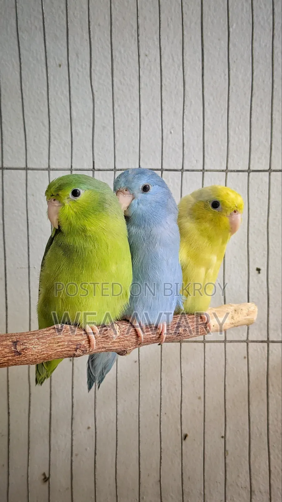 Forpus Female Birds