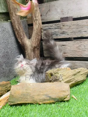 1-3 Months Female Purebred Persian
