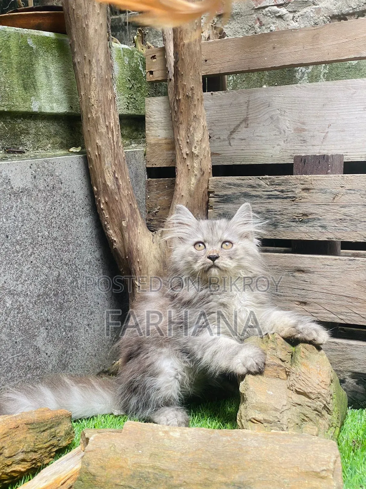 1-3 Months Female Purebred Persian