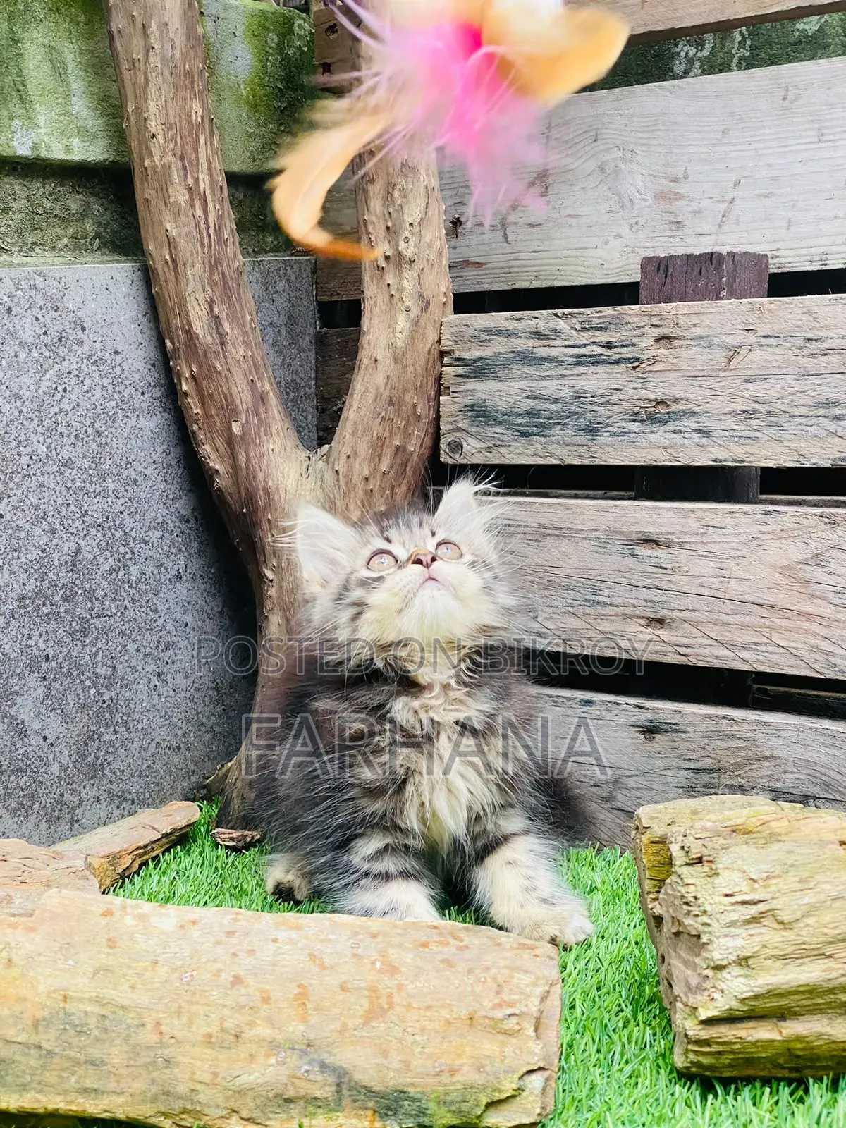 1-3 Months Female Purebred Persian