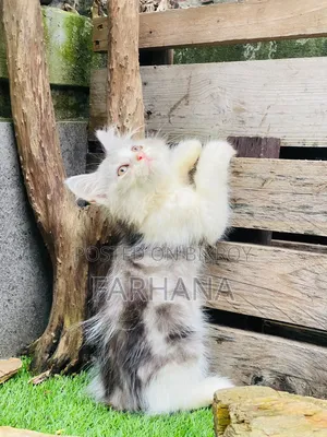 1-3 Months Female Purebred Persian