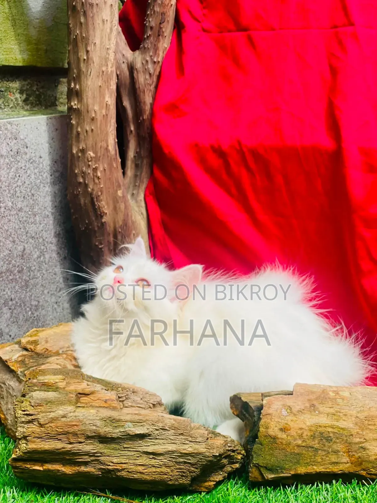 1-3 Months Female Purebred Persian
