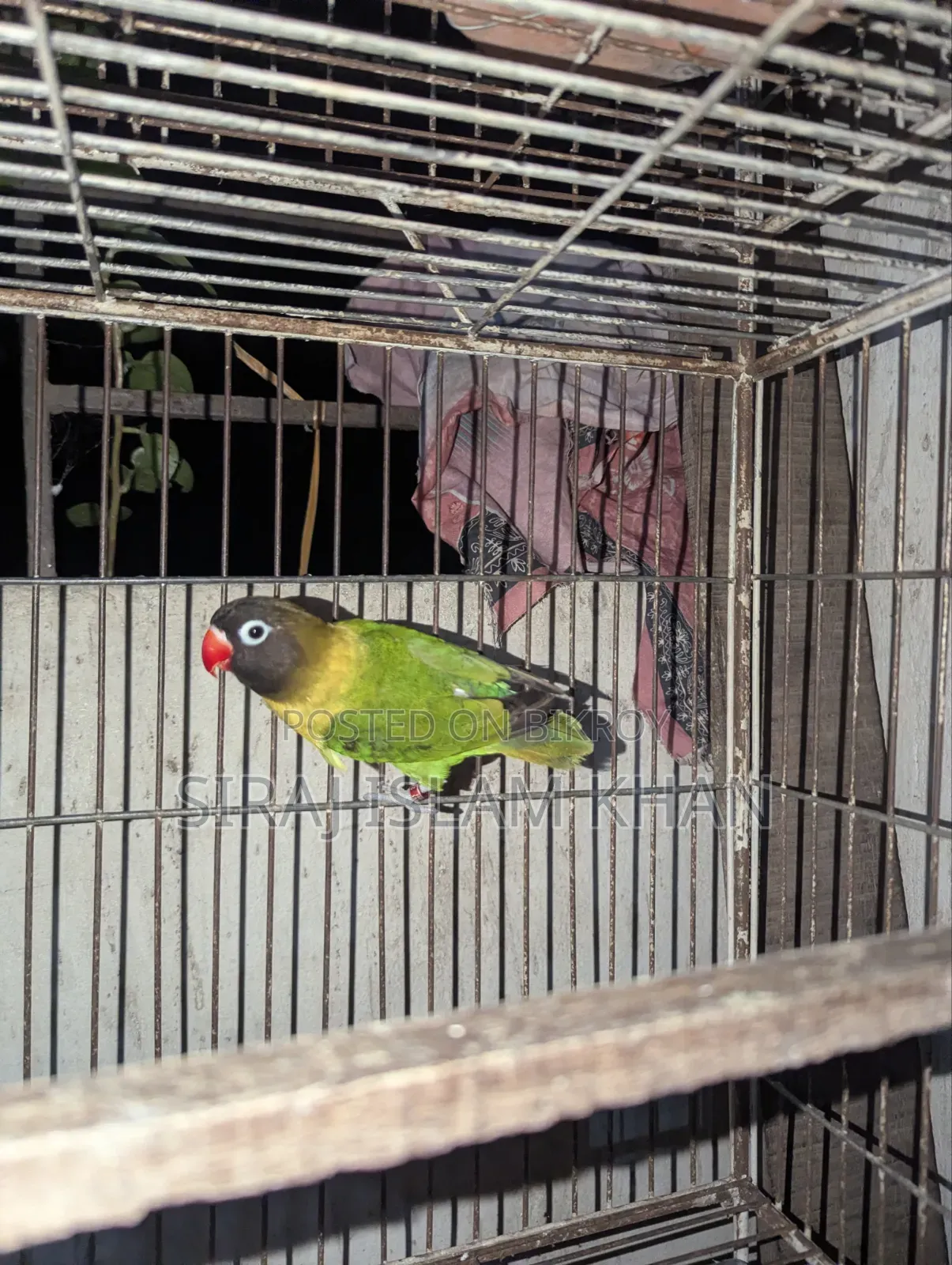 লাভবার্ডস পাখি
