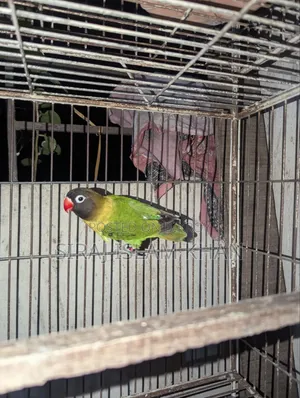 লাভবার্ডস পাখি