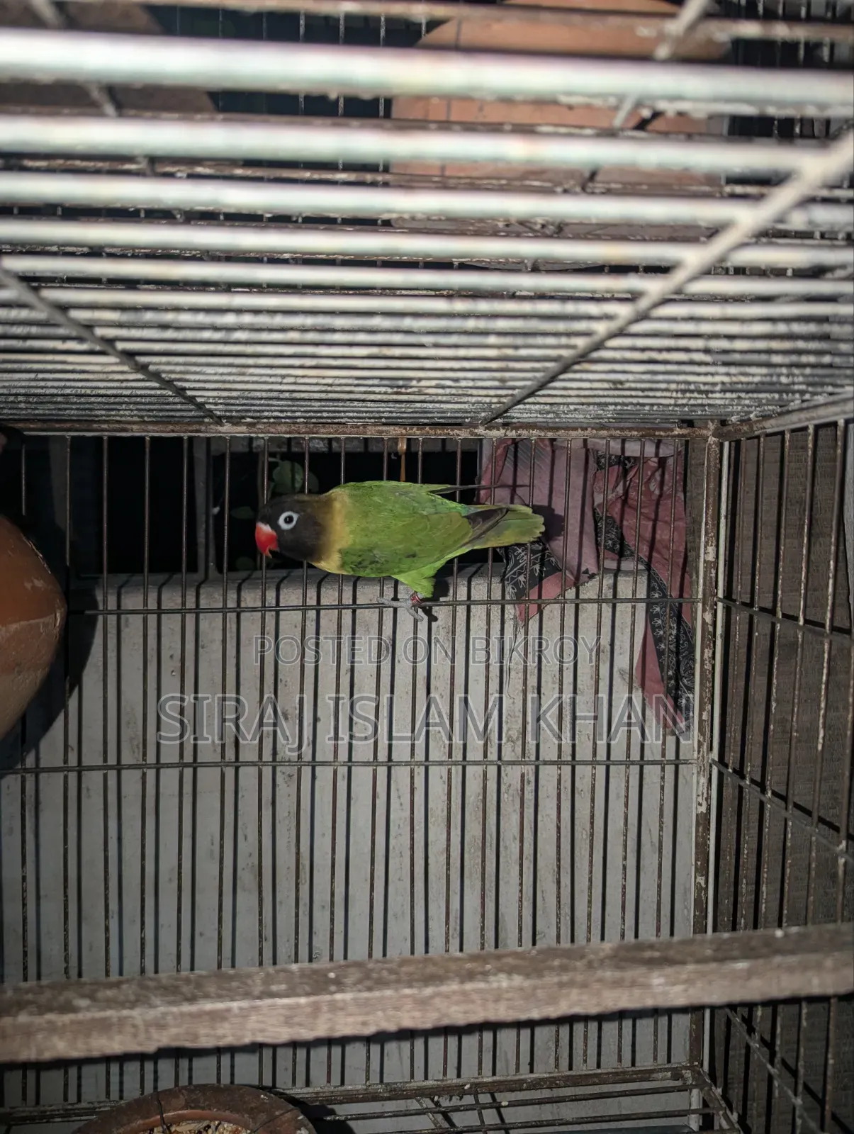 লাভবার্ডস পাখি
