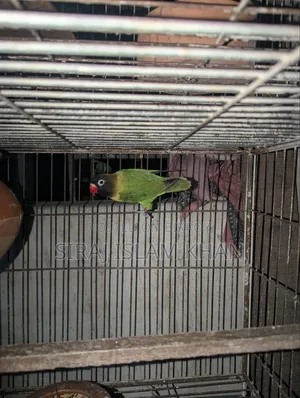লাভবার্ডস পাখি