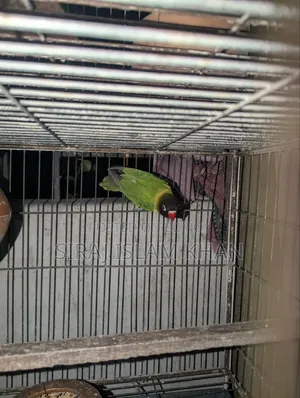 লাভবার্ডস পাখি