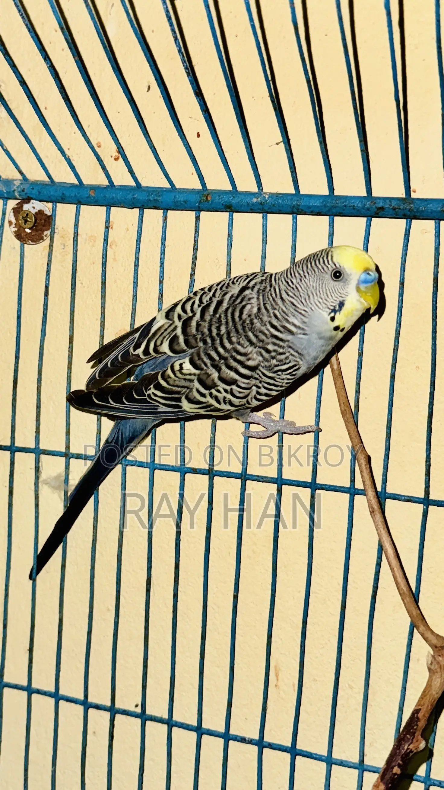 রানিং বাজিরিকা মেল ফিমেল