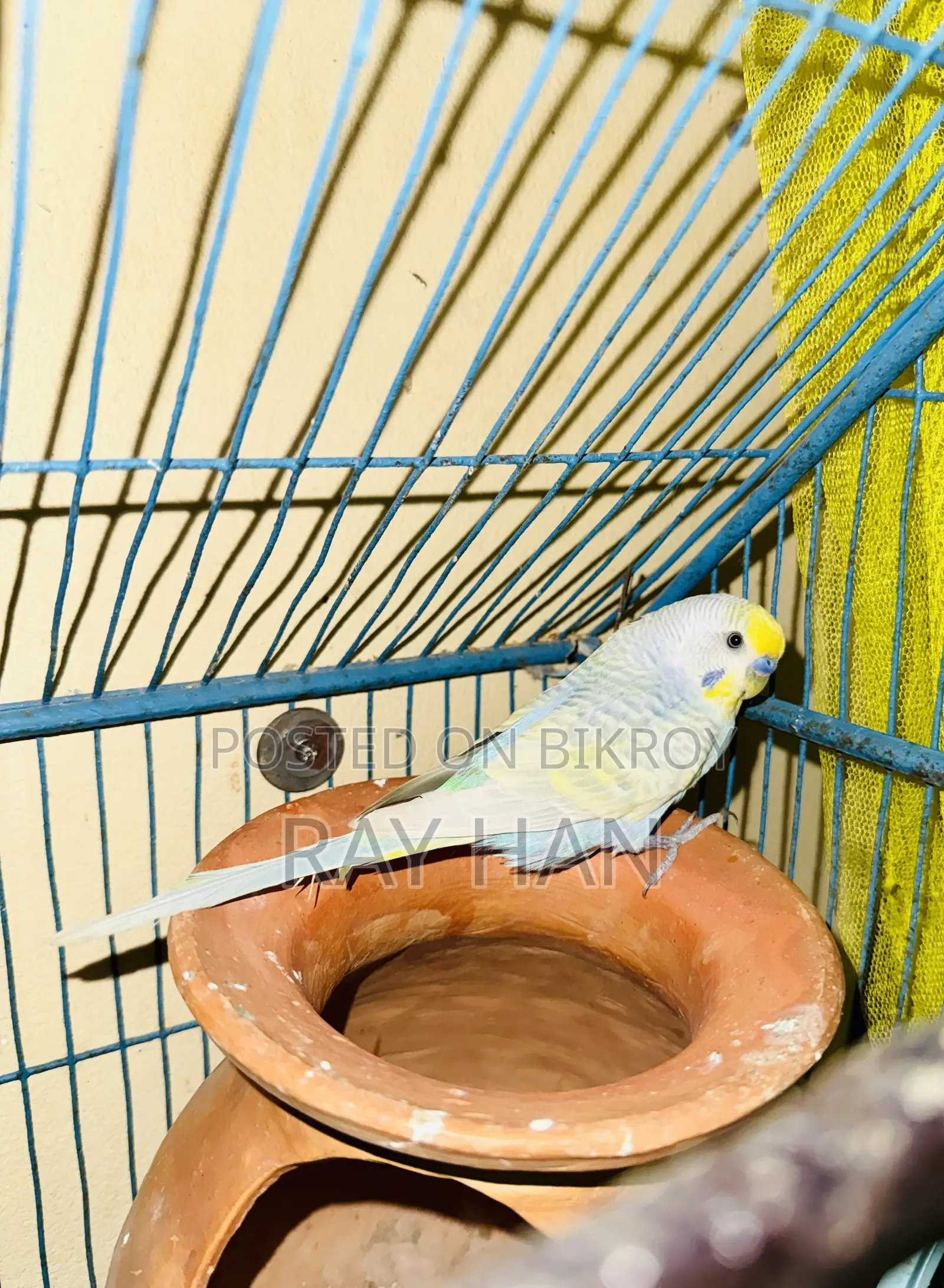 রানিং বাজিরিকা মেল ফিমেল