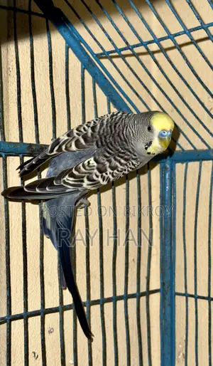 রানিং বাজিরিকা মেল ফিমেল