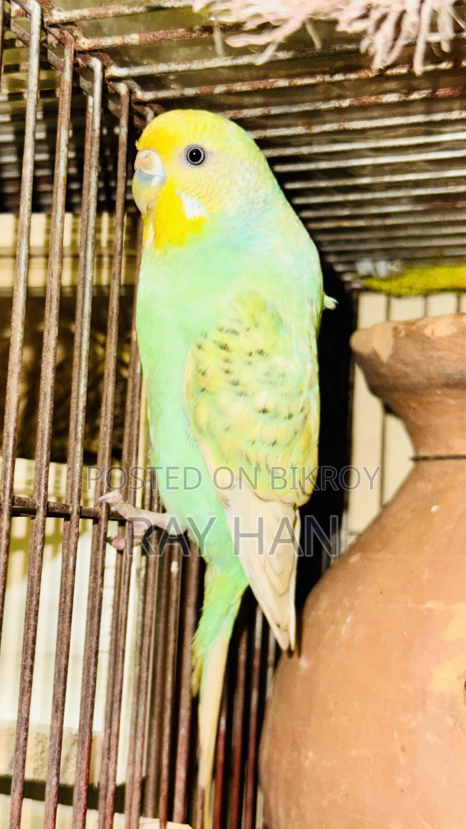 রানিং বাজিরিকা মেল ফিমেল