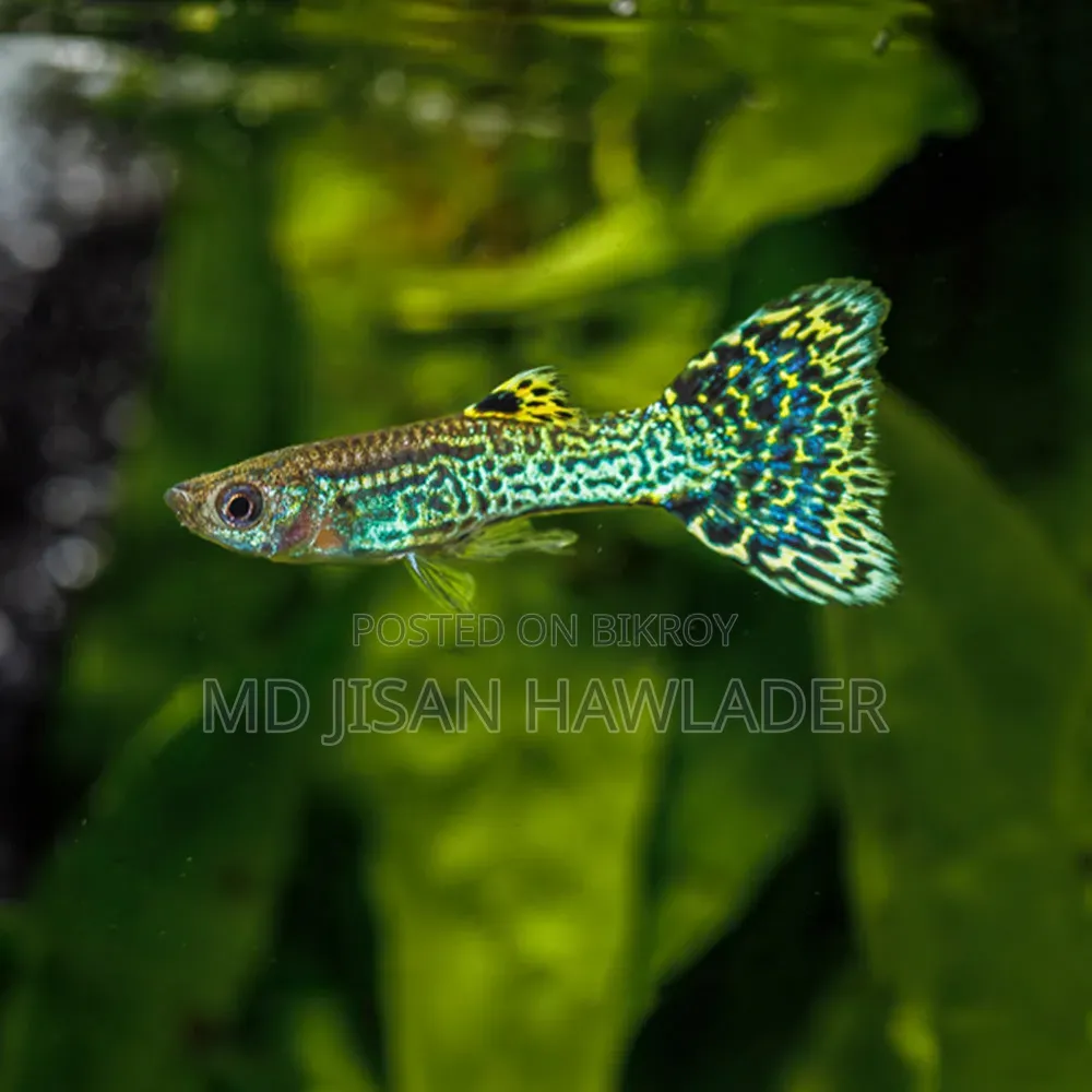 Khopra Guppy in 200tk Pair