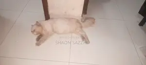 6-12 Months Male Purebred Persian
