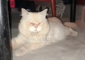 6-12 Months Male Purebred Persian