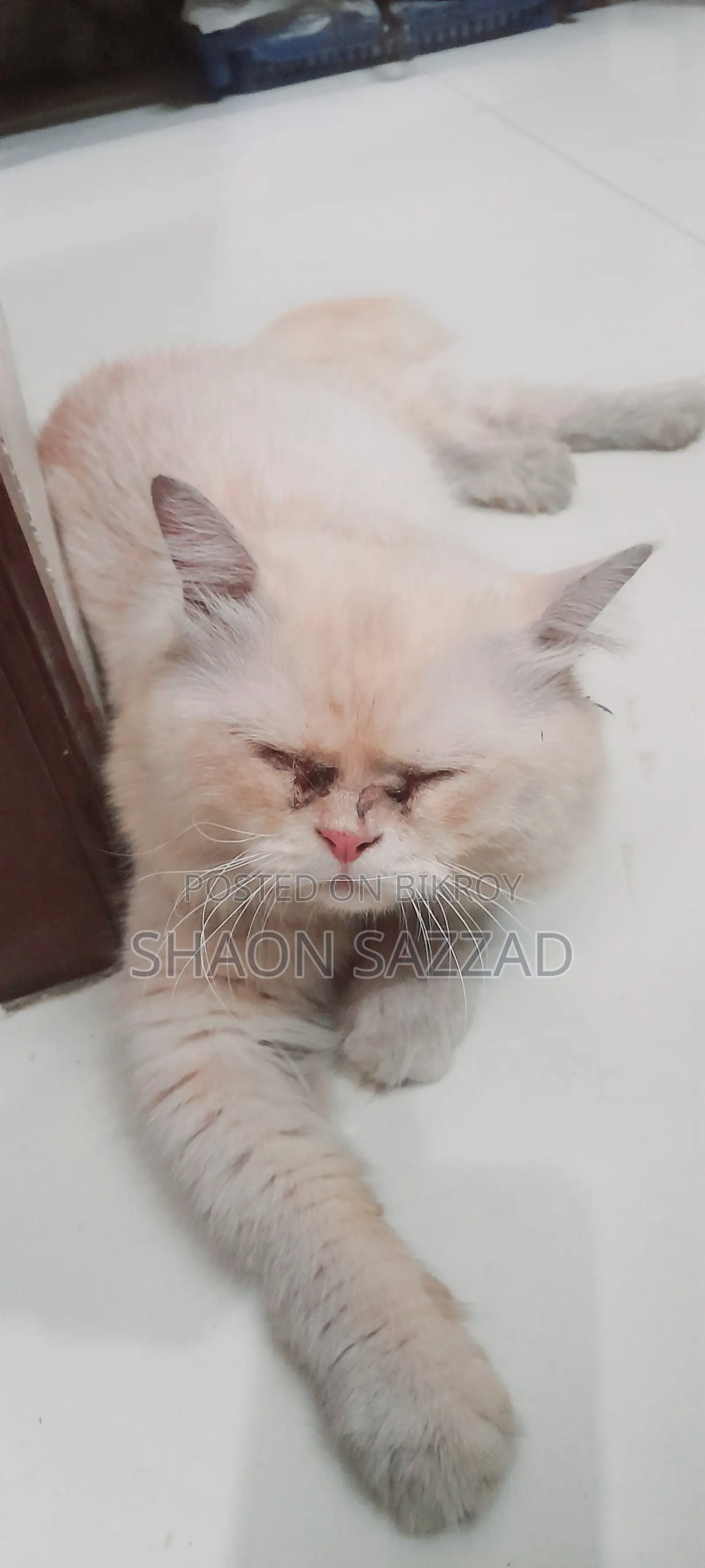 6-12 Months Male Purebred Persian