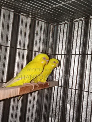 লোটিন ও বাজিগার ডিম বাচ্চা করা বিগ সাইজের