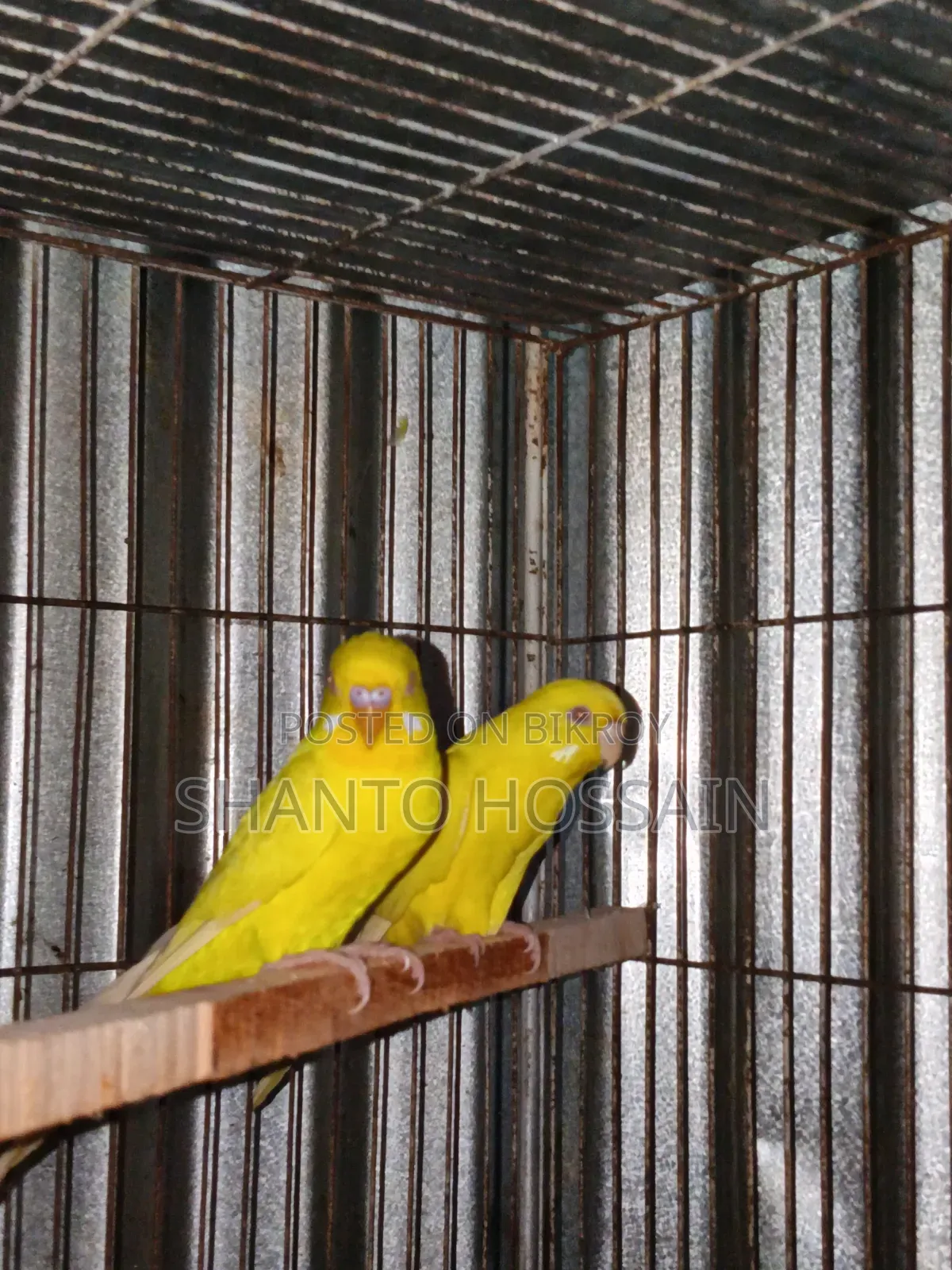 লোটিন ও বাজিগার ডিম বাচ্চা করা বিগ সাইজের
