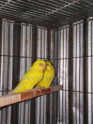লোটিন ও বাজিগার ডিম বাচ্চা করা বিগ সাইজের