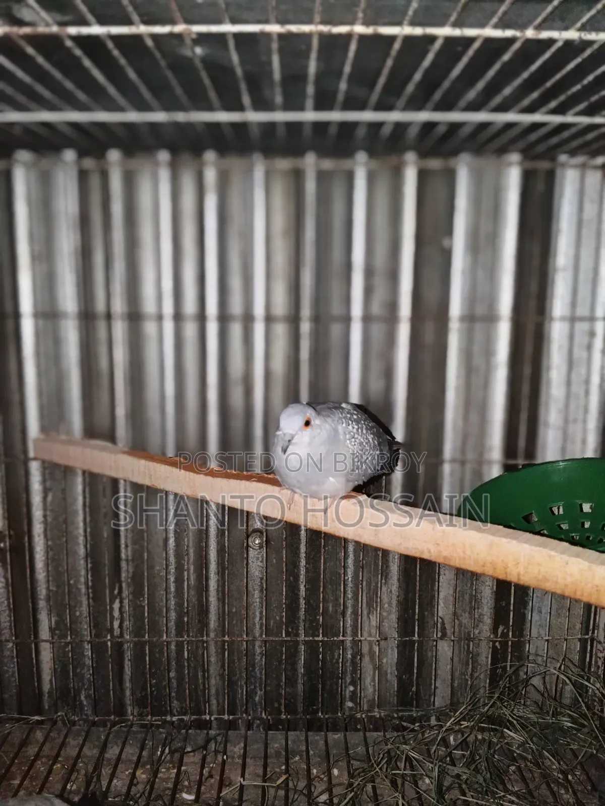 Diamond Dove for Sale
