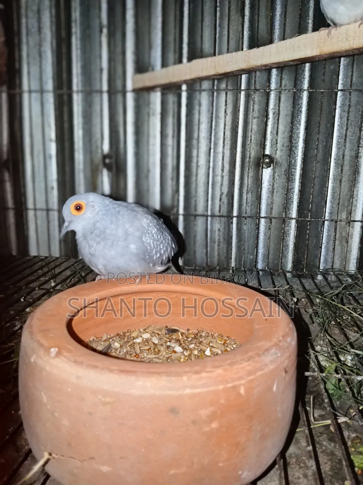 Diamond Dove for Sale