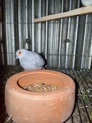 Diamond Dove for Sale