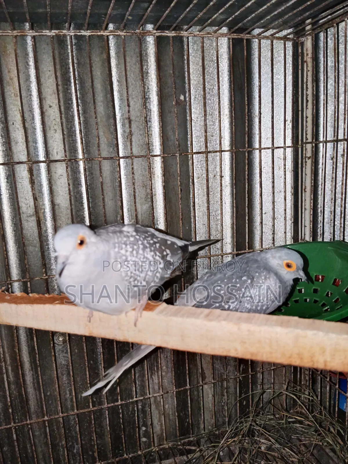 Diamond Dove for Sale