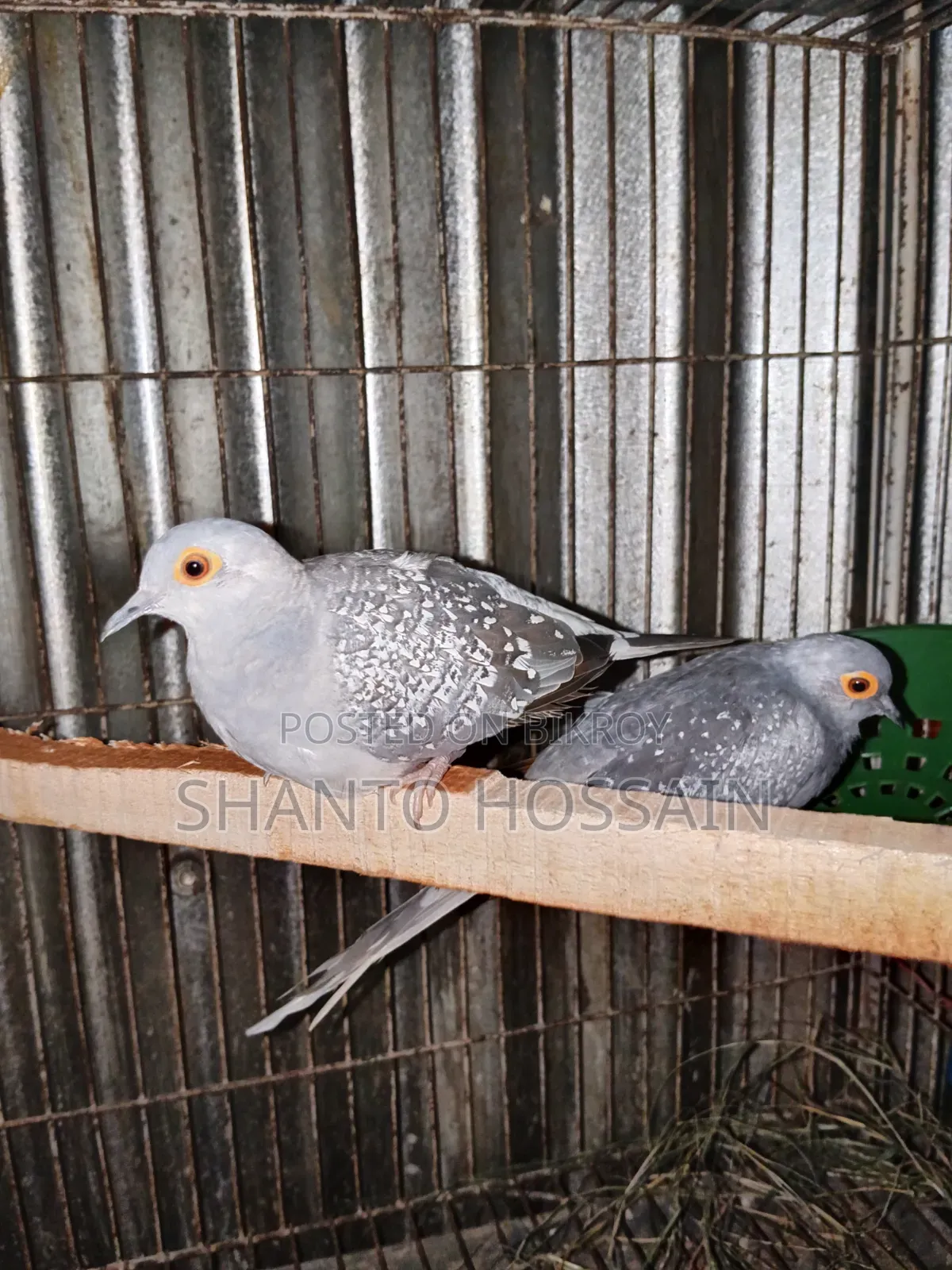 Diamond Dove for Sale