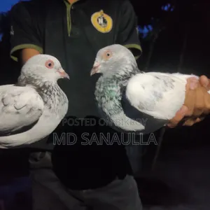সময় নাই তাই বিক্রি করে ফেলবো