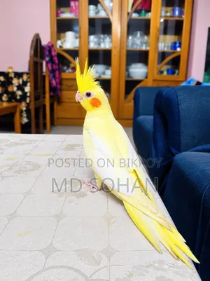 Cockatiel Self Feed Bby