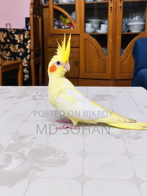 Cockatiel Self Feed Bby