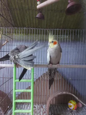 Stop Scrolling! A pair of breeding Grey Cockatiels ит