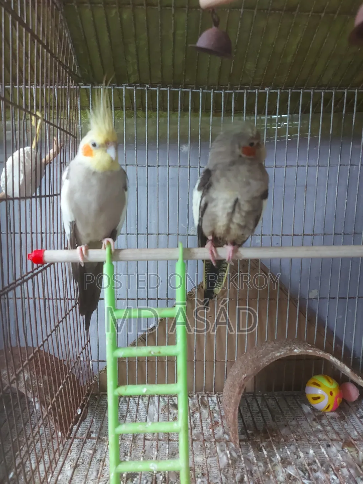 Stop Scrolling! A pair of breeding Grey Cockatiels ит