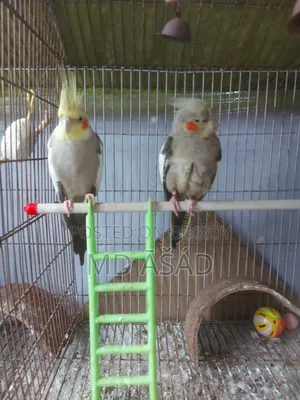 Stop Scrolling! A pair of breeding Grey Cockatiels ит