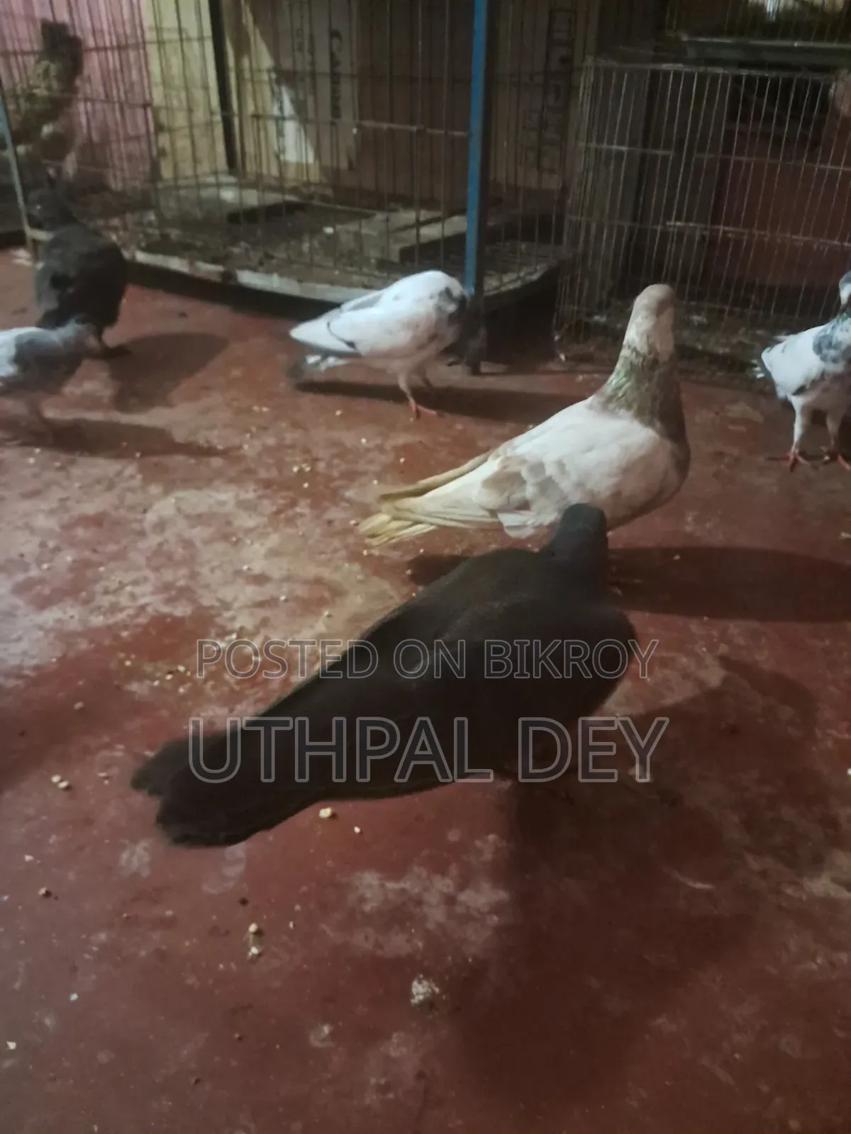 লটে ডিম বাচ্চা খোপসহ কবুতর বিক্রি করা হবে