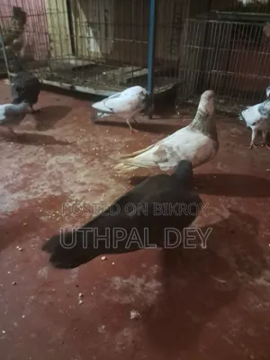 লটে ডিম বাচ্চা খোপসহ কবুতর বিক্রি করা হবে
