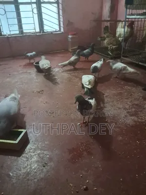 লটে ডিম বাচ্চা খোপসহ কবুতর বিক্রি করা হবে