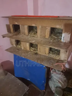 লটে ডিম বাচ্চা খোপসহ কবুতর বিক্রি করা হবে