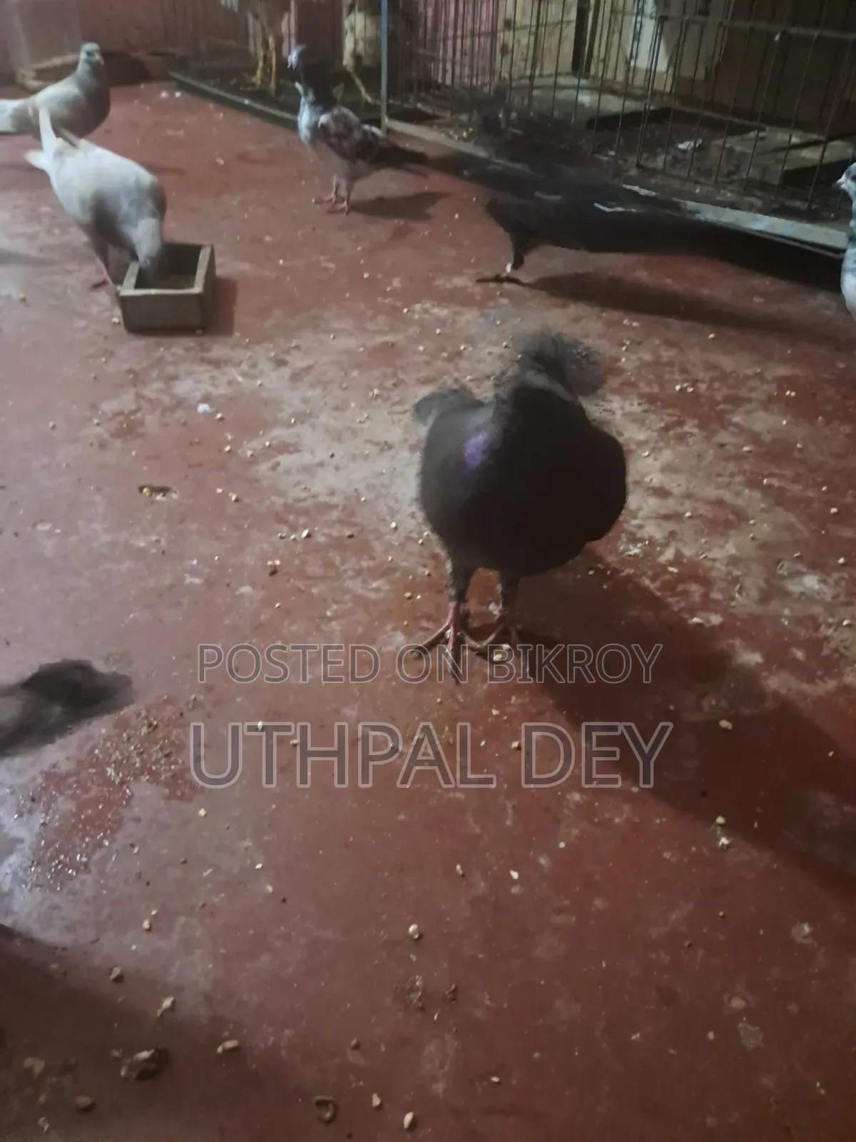 লটে ডিম বাচ্চা খোপসহ কবুতর বিক্রি করা হবে