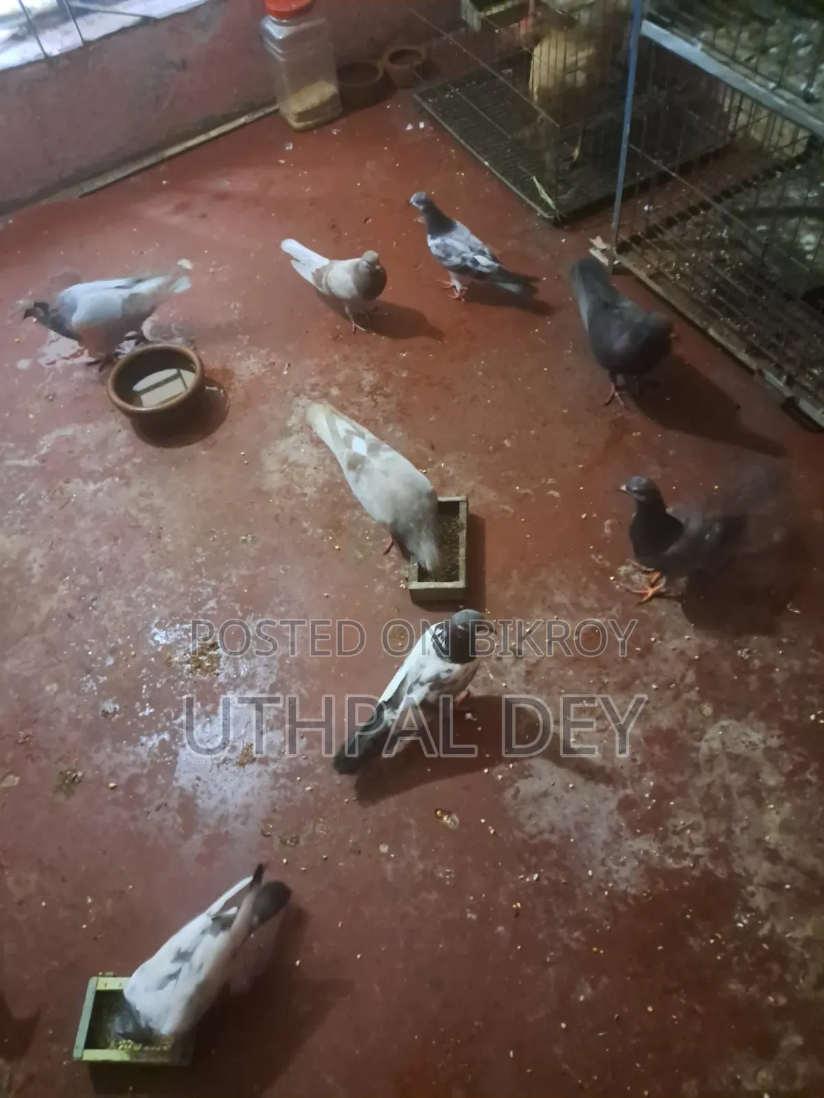 লটে ডিম বাচ্চা খোপসহ কবুতর বিক্রি করা হবে