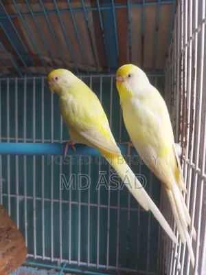 বাজরিগারের রানিং জোড়া গুলো বিক্রয় হইবে