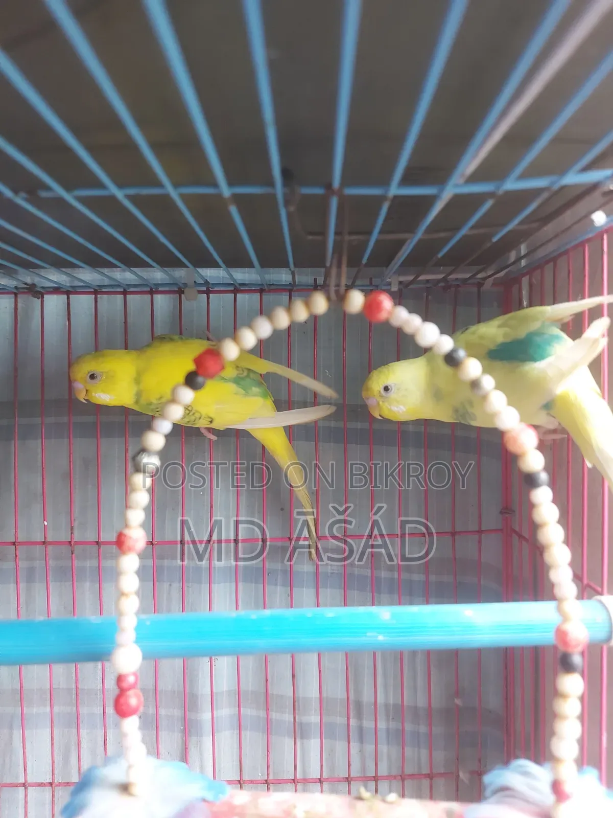 বাজরিগারের রানিং জোড়া গুলো বিক্রয় হইবে