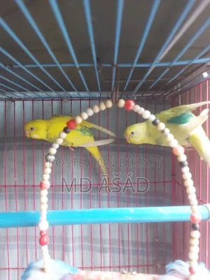 বাজরিগারের রানিং জোড়া গুলো বিক্রয় হইবে