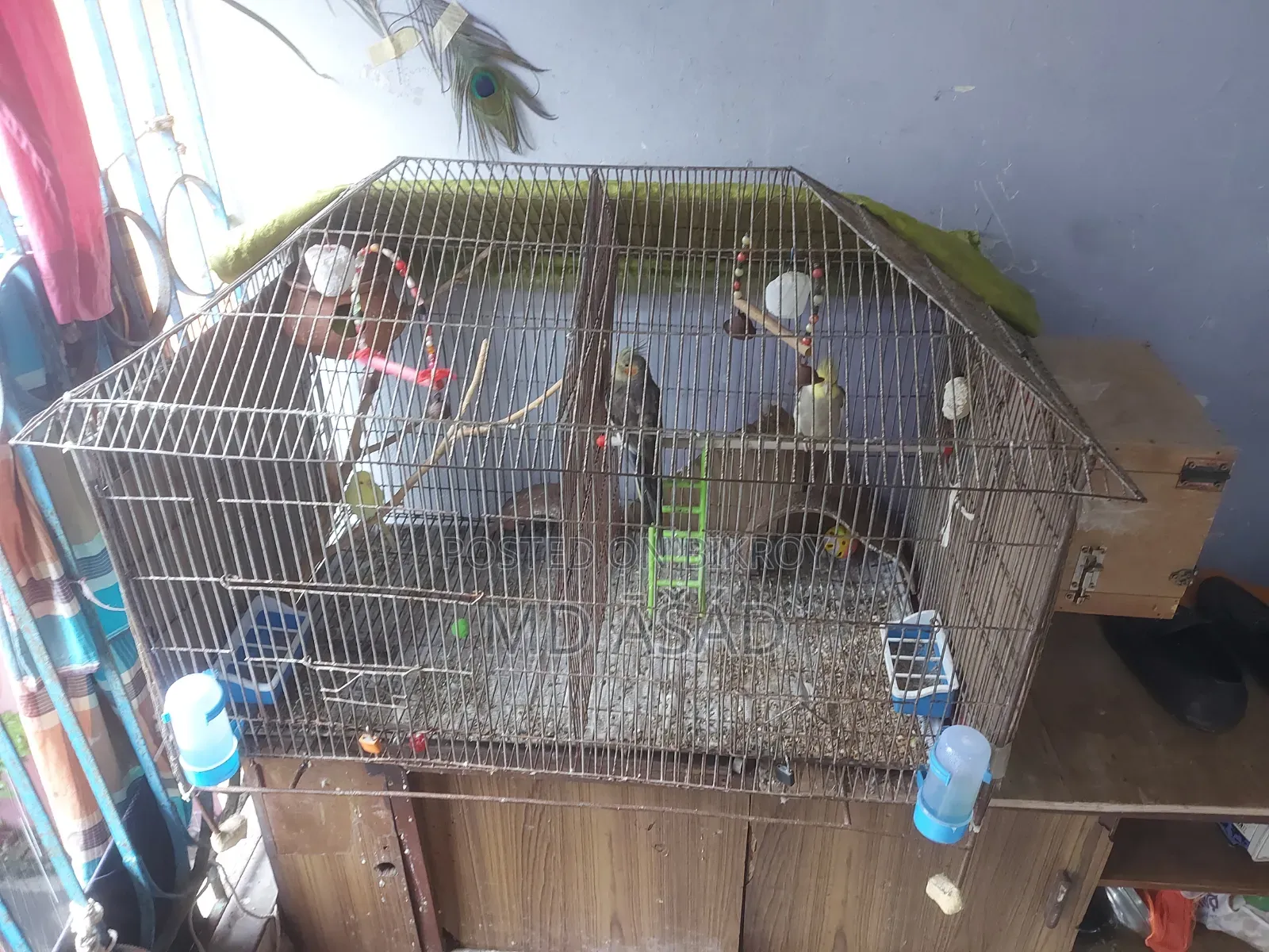 খাঁচা ব্রিডিং সেটাপ সহ বিক্রয় হইবে