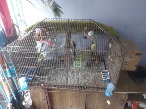 খাঁচা ব্রিডিং সেটাপ সহ বিক্রয় হইবে